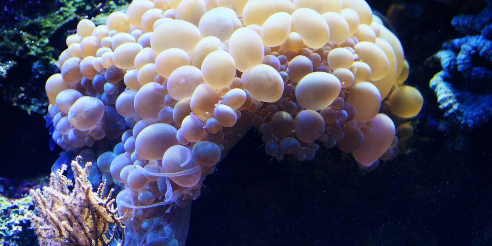 Światowy Tydzień Mózgu